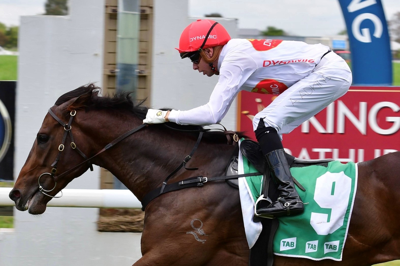 OWNER HORSE ★DEEP SKY Deep Sky | Horse Profile, Pedigree, Form, Race Record - netkeiba